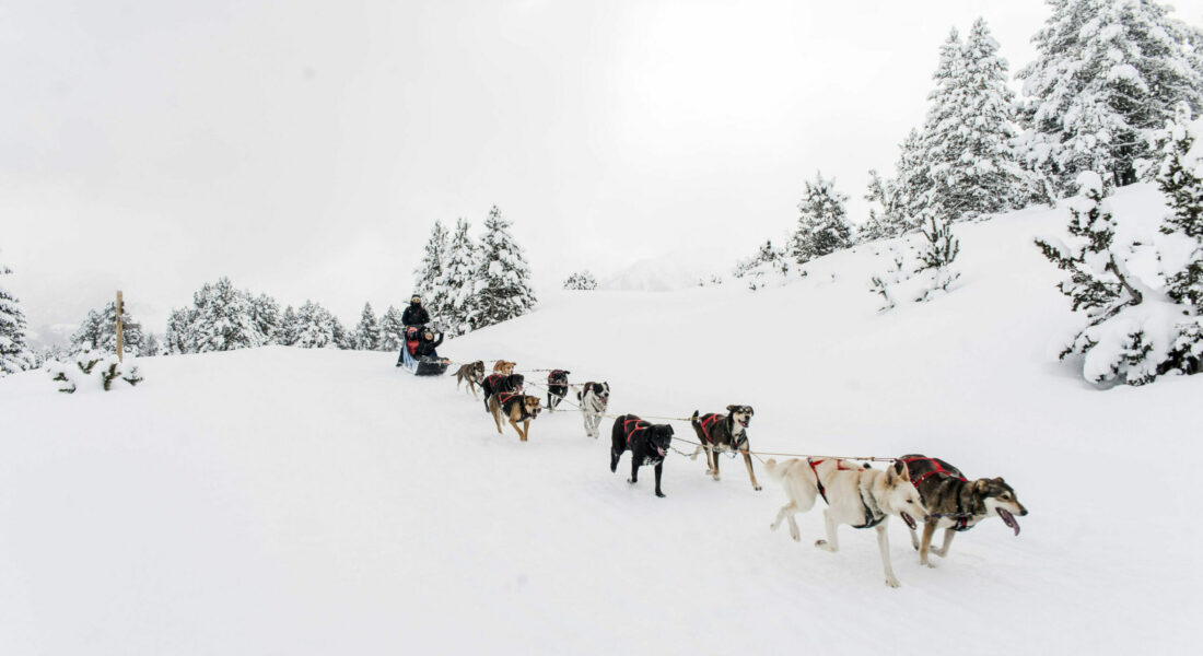 Chiens de traîneau, Ariège, Plateau de Beille, Angaka Village Nordique