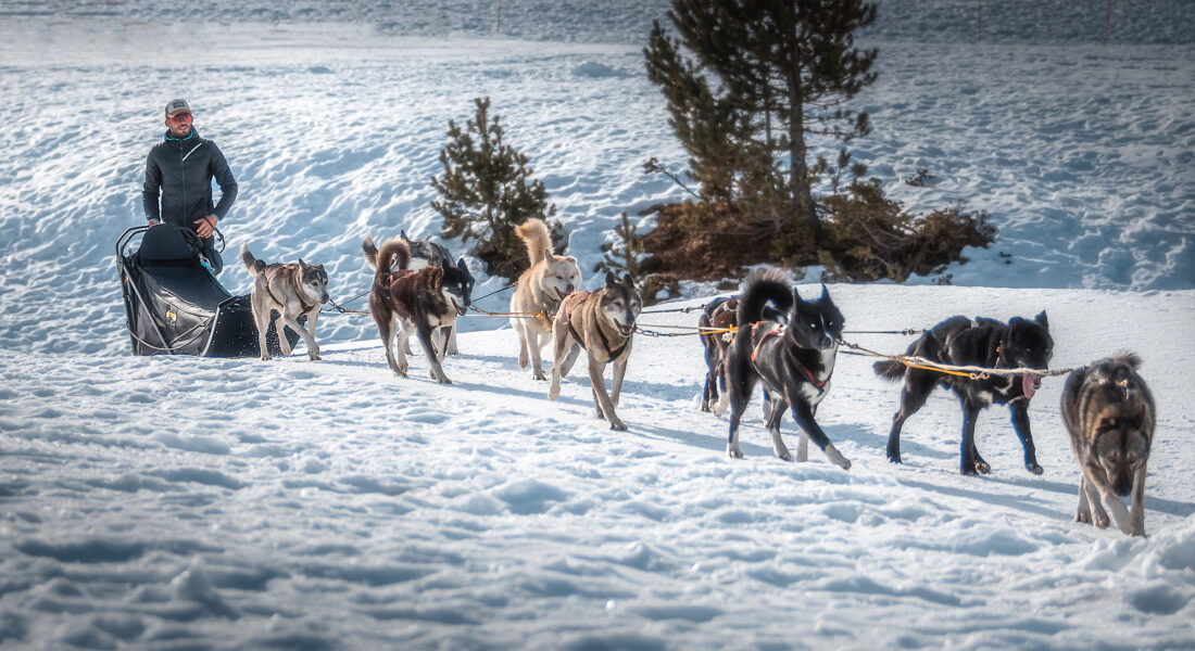 Chiens de Traîneau, Ariège, Plateau de Beille, Pyrénées, Angaka Village Nordique